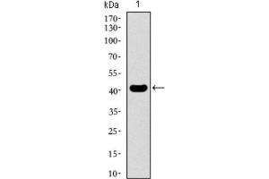 Western Blotting (WB) image for anti-Kruppel-Like Factor 1 (erythroid) (KLF1) (AA 208-362) antibody (ABIN1845960) (KLF1 抗体  (AA 208-362))