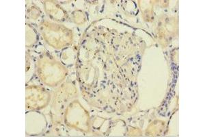 Immunohistochemistry of paraffin-embedded human kidney tissue using ABIN7154745 at dilution of 1:100 (GNB5 抗体  (AA 1-353))