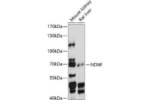 Western blot analysis of extracts of various cell lines, using NDNF antibody (ABIN7268877) at 1:1000 dilution. (NDNF 抗体  (AA 20-240))