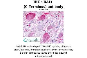 Image no. 1 for anti-Brain-Specific Angiogenesis Inhibitor 3 (BAI3) (C-Term) antibody (ABIN1732208) (BAI3 抗体  (C-Term))