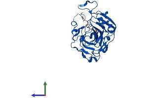 Protein Structure (PS) image for Carbonic Anhydrase VIII (CA8) (AA 1-291) protein (His tag) (ABIN7563054)
