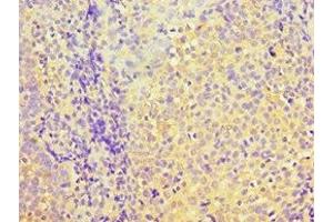 Immunohistochemistry of paraffin-embedded human tonsil tissue using ABIN7166903 at dilution of 1:100 (PDHX 抗体  (AA 1-300))