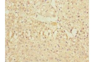Immunohistochemistry of paraffin-embedded human adrenal gland tissue using ABIN7176531 at dilution of 1:100