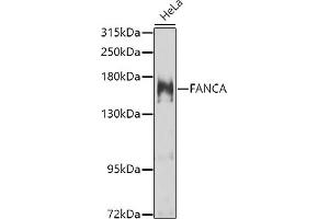 Western blot analysis of extracts of HeLa cells, using FANCA antibody (ABIN6127890, ABIN6140469, ABIN6140470 and ABIN6223595) at 1:1000 dilution. (FANCA 抗体  (AA 1-275))
