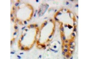 IHC-P analysis of Kidney tissue, with DAB staining. (PRNP 抗体  (AA 23-230))