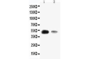 Anti-KLF8 antibody, Western blotting Lane 1: SMMC Cell Lysate Lane 2: 293T Cell Lysate (KLF8 抗体  (N-Term))