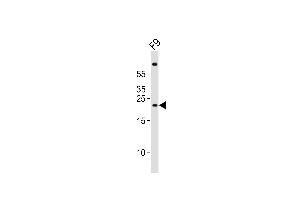 Western blot analysis of lysate from mouse F9 cell line, using (Mouse) Cldn6 Antibody (C-term) (ABIN6242267 and ABIN6577837). (Claudin 6 抗体  (C-Term))