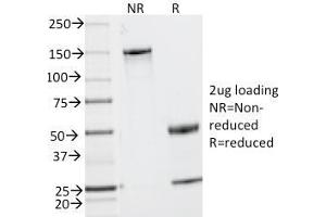 SDS-PAGE Analysis Purified MUC2 Mouse Monoclonal Antibody (MLP/842). (MUC2 抗体)