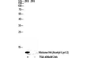 Western Blot (WB) analysis of 293 cells using Acetyl-Histone H4 (K12) Polyclonal Antibody. (Histone H4 抗体  (acLys12))