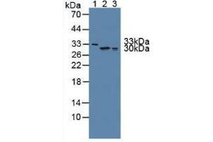 Figure. (FKBP7 抗体  (AA 24-217))