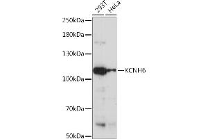 Western blot analysis of extracts of various cell lines, using KCNH6 Rabbit pAb (ABIN7269490) at 1:1000 dilution.
