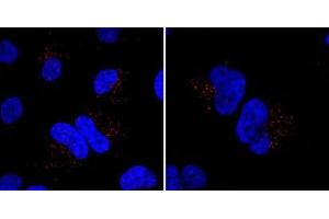 Immunofluorescent staining of Hela cells incubated with MIB Antibody (N-term) (Cat  (ABIN388956 and ABIN2839208)) at a dilution of 1:20.