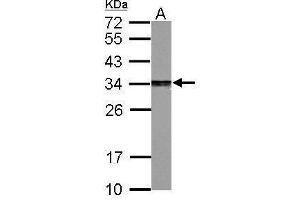 WB Image Sample (30 ug of whole cell lysate) A: PC-12 12% SDS PAGE antibody diluted at 1:2000 (PSME3 抗体)