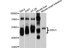 Western blot analysis of extracts of various cell lines, using SMU1 antibody. (SMU1 抗体)