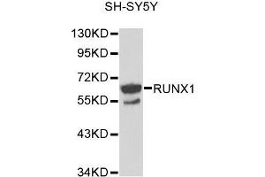 Western blot analysis of extracts of SH-SY5Y cells, using RUNX1 antibody (ABIN5971086) at 1/1000 dilution.