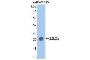 Western Blotting (WB) image for anti-Aminoacyl tRNA Synthetase Complex-Interacting Multifunctional Protein 1 (AIMP1) (AA 148-312) antibody (ABIN1171689) (AIMP1 抗体  (AA 148-312))