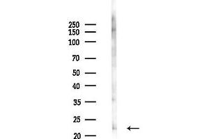 anti-Interferon, omega 1 (IFNW) (C-Term) antibody