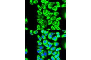 Immunofluorescence (IF) image for anti-Ribosomal Protein S3A (RPS3A) antibody (ABIN1980252) (RPS3A 抗体)