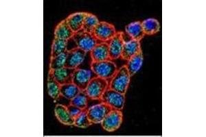 Confocal immunofluorescent analysis of FOXA2 / HNF3B Antibody (Center) Cat. (FOXA2 抗体  (Middle Region))