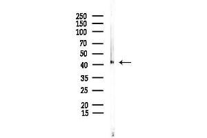 Western blot analysis of lysates from Mouse lung, using OR2 Antibody at 1/1000 dilution.