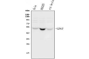 anti-Ubiquitin-Like Modifier Activating Enzyme 3 (UBA3) (AA 409-448), (C-Term) antibody