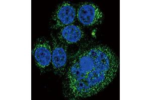 Immunofluorescence (IF) image for anti-HtrA Serine Peptidase 1 (HTRA1) antibody (ABIN2933916) (HTRA1 抗体)