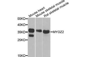 Western blot analysis of extracts of various cells, using MYOZ2 antibody.