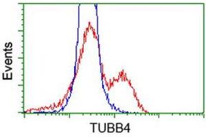 HEK293T cells transfected with either RC203945 overexpress plasmid (Red) or empty vector control plasmid (Blue) were immunostained by anti-TUBB4 antibody (ABIN2454748), and then analyzed by flow cytometry. (TUBB4 抗体)