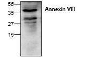 Image no. 1 for anti-Annexin A8 (ANXA8) antibody (ABIN127268) (Annexin VIII 抗体)