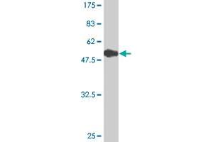 Western Blot detection against Immunogen (55. (MED4 抗体  (AA 1-270))