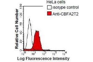 HeLa cells were fixed in 2% paraformaldehyde/PBS and then permeabilized in 90% methanol. (CBFA2T2 抗体)