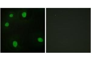 Immunofluorescence analysis of HepG2 cells, using MORF4L1 Antibody. (MORF4L1 抗体  (AA 31-80))
