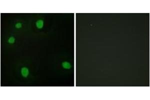 Immunofluorescence analysis of HepG2 cells, using MORF4L1 Antibody.