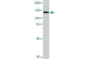 PLCG2 MaxPab polyclonal antibody. (Phospholipase C gamma 2 抗体  (AA 1-1265))