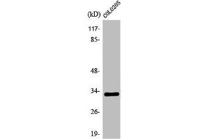 Western Blot analysis of COLO205 cells using Olfactory receptor 1B1 Polyclonal Antibody (OR1B1 抗体  (Internal Region))