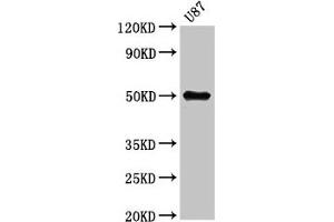 Western Blot Positive WB detected in: U87 whole cell lysate All lanes: URI1 antibody at 5. (URI1 抗体  (AA 180-298))