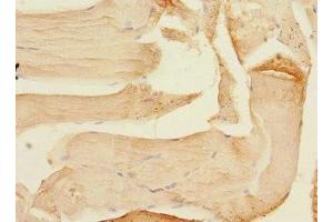 Immunohistochemistry of paraffin-embedded human skeletal muscle tissue using ABIN7160069 at dilution of 1:100 (MAP4K3 抗体  (AA 755-894))