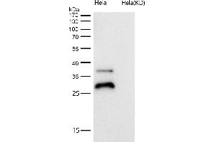 Western Blotting (WB) image for anti-Proteasome (Prosome, Macropain) Subunit, beta Type 10 (PSMB10) antibody (ABIN7607112)