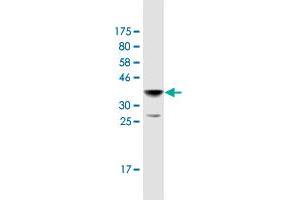 Western Blotting (WB) image for anti-Ribosomal Protein S17 (RPS17) (AA 36-135) antibody (ABIN950126)