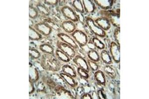 Immunohistochemistry analysis in formalin fixed and paraffin embedded human kidney tissue reacted with Folate receptor alpha Antibody (N-term) followed by peroxidase conjugation of the secondary antibody and DAB staining. (FOLR1 抗体  (N-Term))
