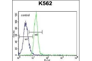 PTPN20A Antibody (Center) (ABIN655743 and ABIN2845189) flow cytometric analysis of K562 cells (right histogram) compared to a negative control cell (left histogram). (PTPN20A 抗体  (AA 178-207))