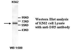 Image no. 1 for anti-Tumor Necrosis Factor Receptor Superfamily, Member 10b (TNFRSF10B) (Internal Region) antibody (ABIN791067) (TNFRSF10B 抗体  (Internal Region))