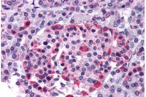 Human Pancreas (formalin-fixed, paraffin-embedded) stained with GPR81 antibody ABIN213368 at 20 ug/ml followed by biotinylated goat anti-rabbit IgG secondary antibody ABIN481713, alkaline phosphatase-streptavidin and chromogen. (GPR81 抗体  (N-Term))