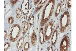 Image no. 1 for anti-Proteasome Subunit alpha 6 (PSMA6) antibody (ABIN1500463) (PSMA6 抗体)