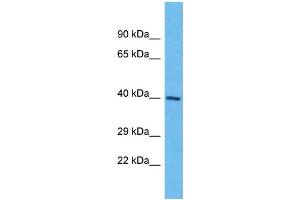 Western Blotting (WB) image for anti-Olfactory Receptor, Family 6, Subfamily K, Member 6 (OR6K6) (C-Term) antibody (ABIN2791765) (OR6K6 抗体  (C-Term))