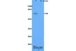 L1 rat brain, L2 rat liver lysates probed (ABIN708101) at 1:200 in 4 °C. (GALC 抗体  (AA 301-400))