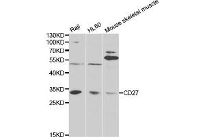 Western blot analysis of extracts of various cell lines, using CD27 antibody (ABIN5971005) at 1/1000 dilution. (CD27 抗体)