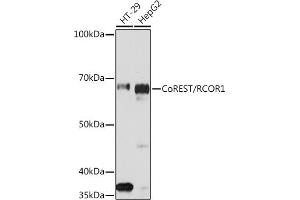 Western blot analysis of extracts of various cell lines, using CoREST/RCOR1 Rabbit mAb (ABIN7269920) at 1:1000 dilution. (CoREST 抗体)