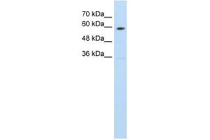 SLC11A1 antibody used at 1. (SLC11A1 抗体  (C-Term))