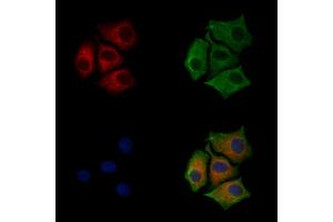 ABIN6255414 and ABIN6267211 staining HepG2 cells(30 min of 4uM Forskolin treatment) by IF/ICC. (Calnexin 抗体  (pSer564))